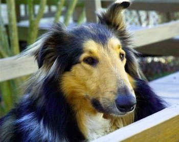 dog1